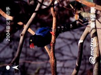 「2004臺北動物季」保育動物單程車票-臺灣藍鵲