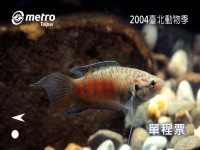 「2004臺北動物季」保育動物單程車票-臺灣鬥魚