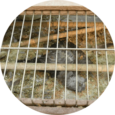 許多野生鳥類在被捕抓後，由於驚嚇而不吃不喝，死傷慘重。出自台灣動物社會研究會。
