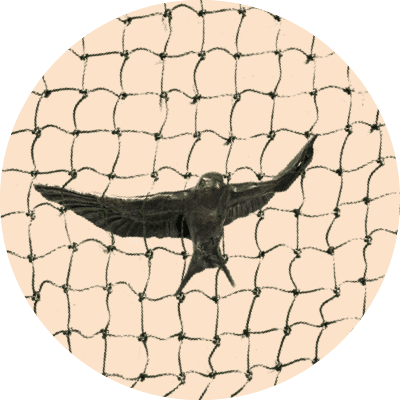 The Barn Swallow Entangled in a Bird Net